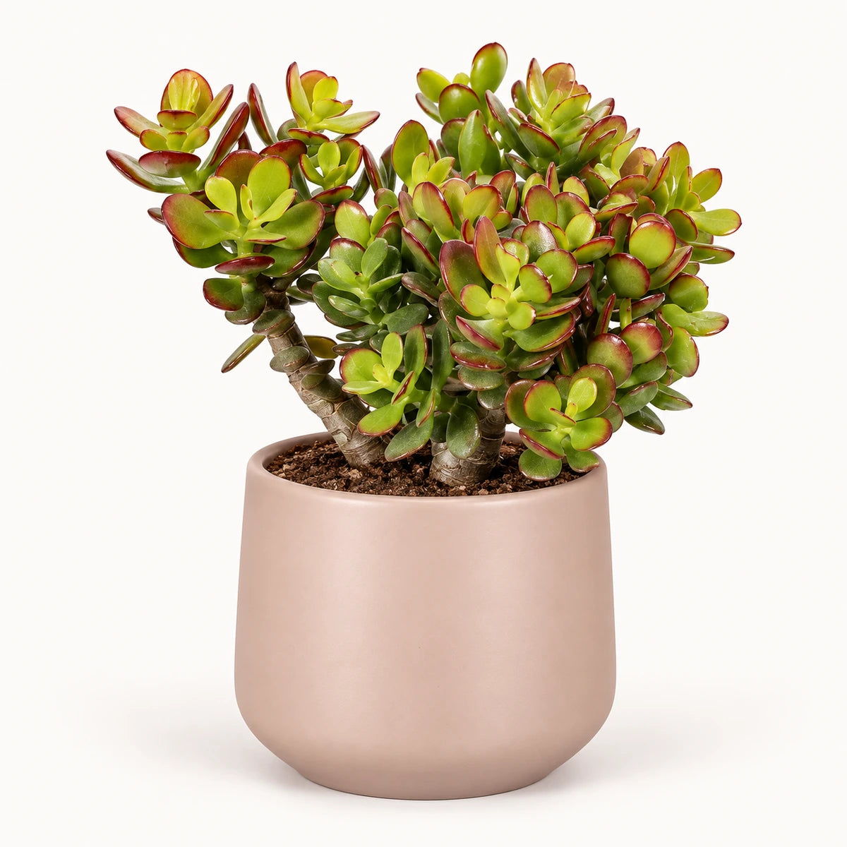 Crassula ovata 'minor' 12cm + Amber l. pink matt 11.5cm (1094377)