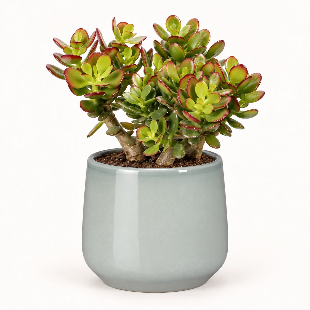Crassula ovata 'minor' 12cm + Amber light grey 12cm (1167582)