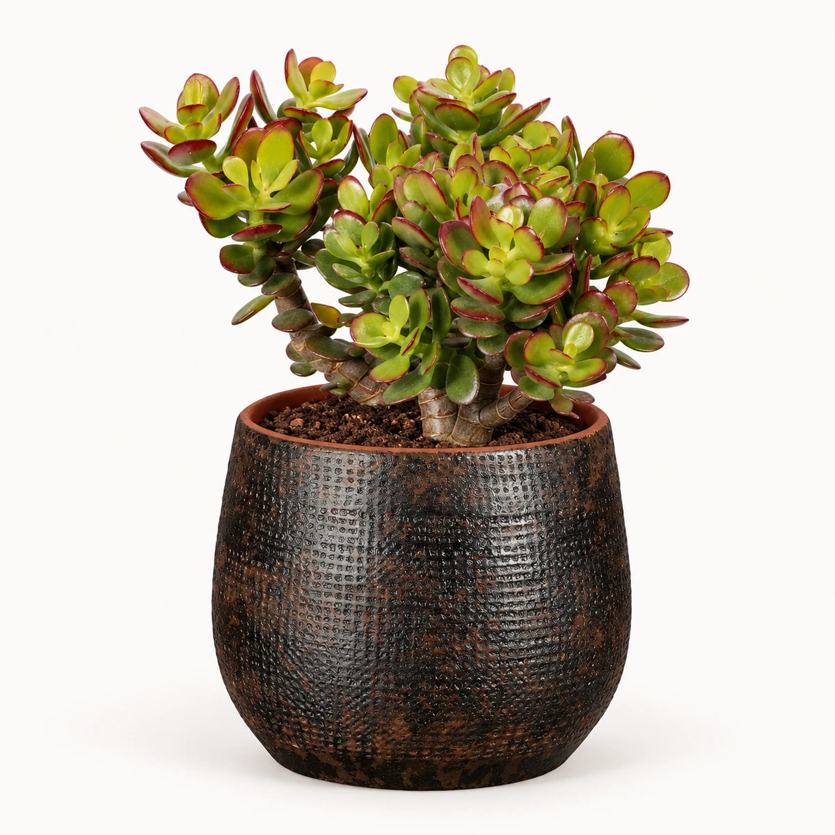 Crassula ovata 'minor' 12cm + Enrique brown 13cm (1157584)