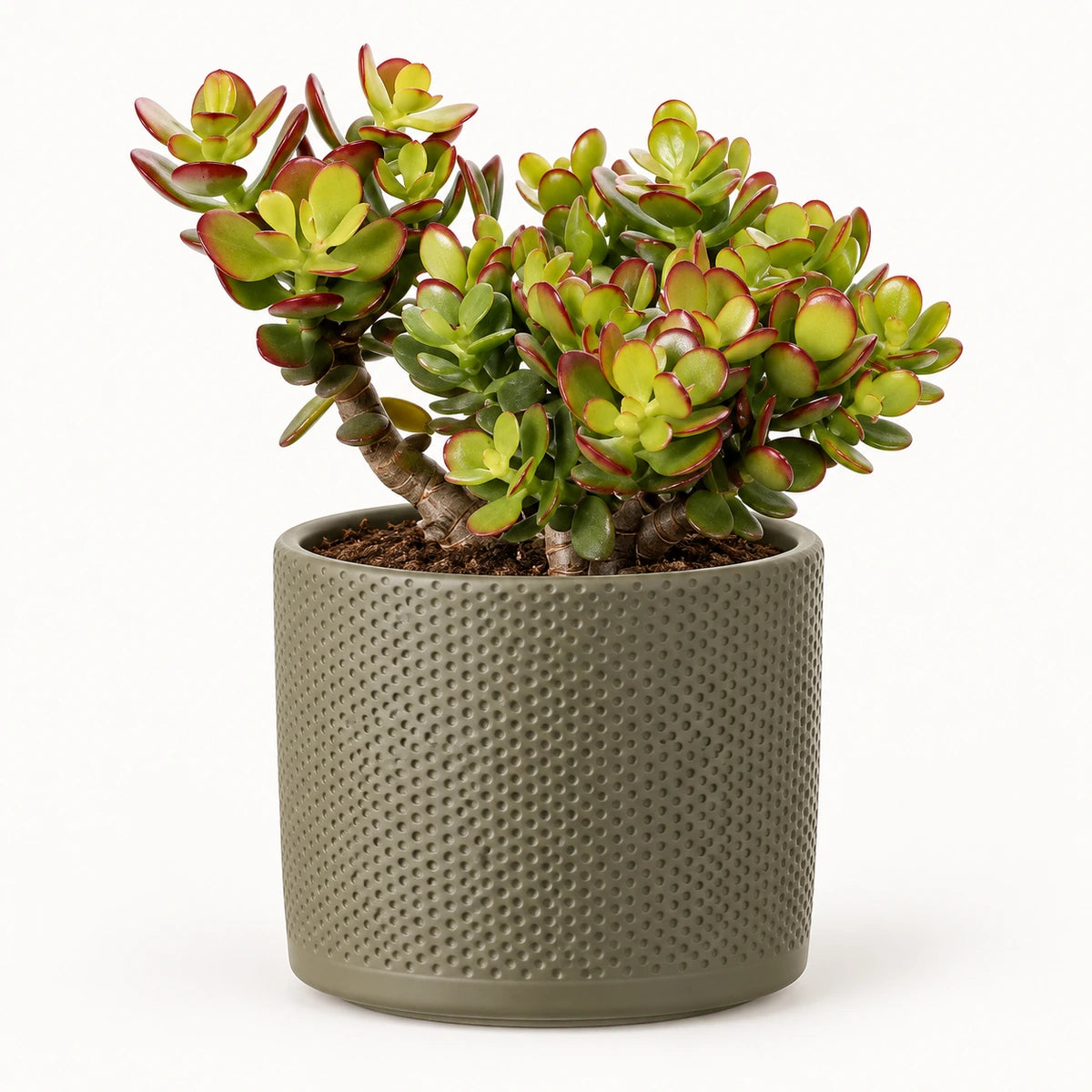 Crassula ovata 'minor' 12cm + Era green relief 14cm (1051633)