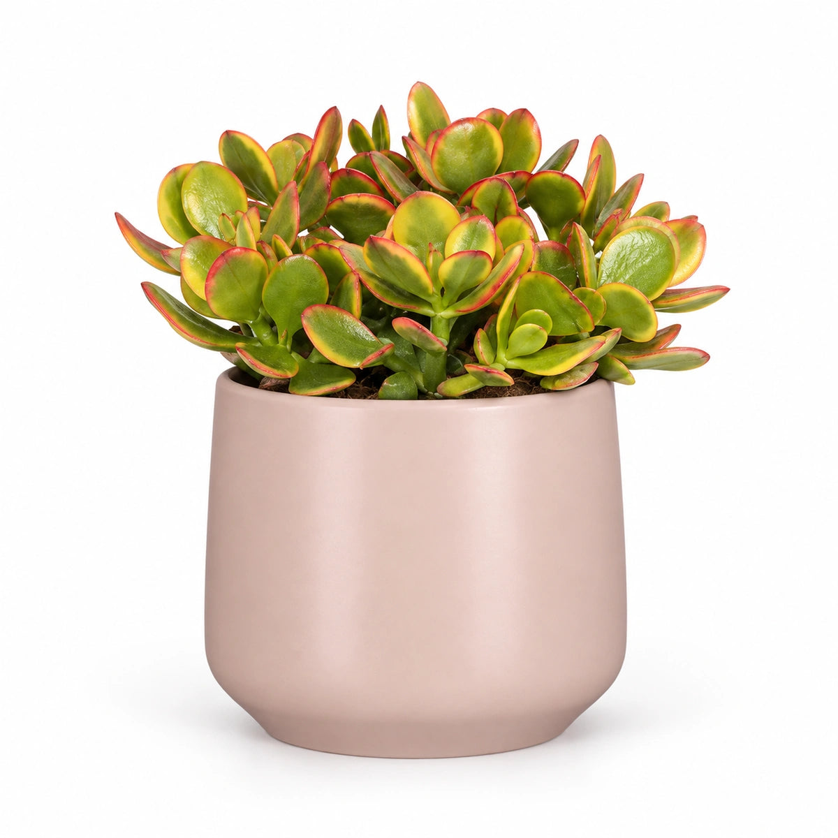 Crassula ovata 'sunset' 12cm + Amber l. pink matt 13cm (1097325)