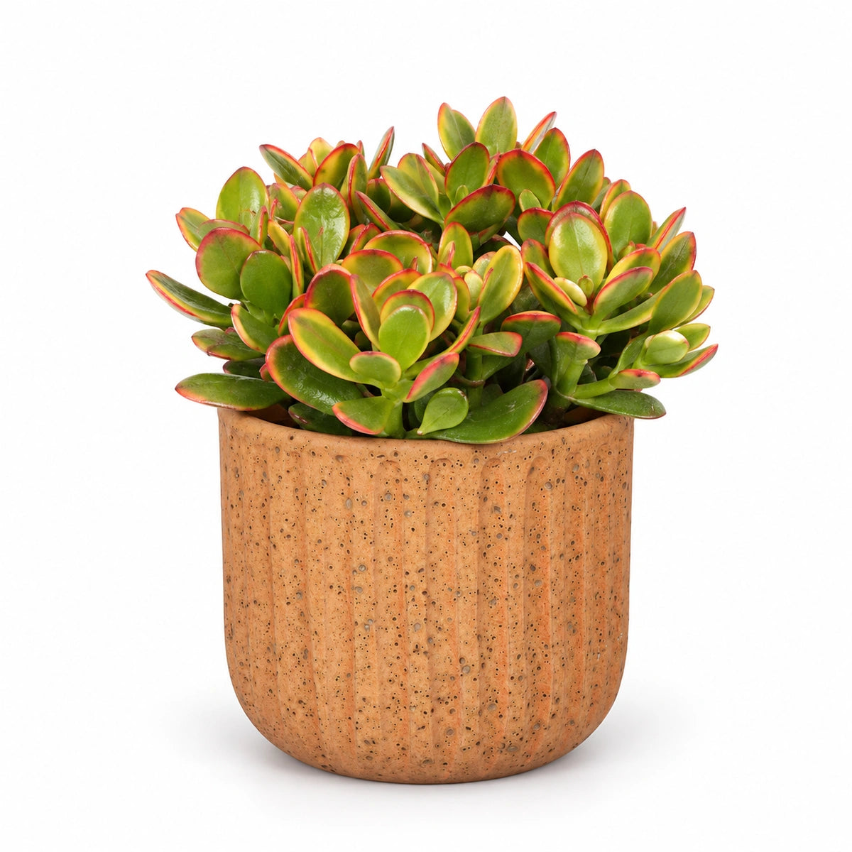 Crassula ovata 'sunset' 12cm + Dante l. brown 14cm