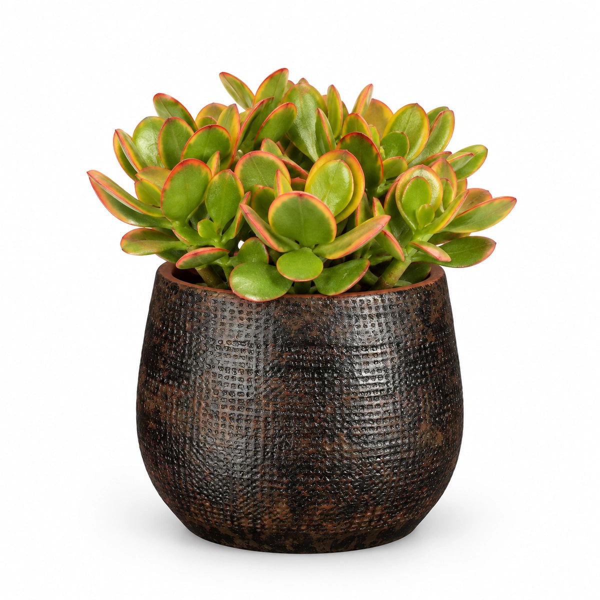 Crassula ovata 'sunset' 12cm + Enrique brown 13cm (1157584)