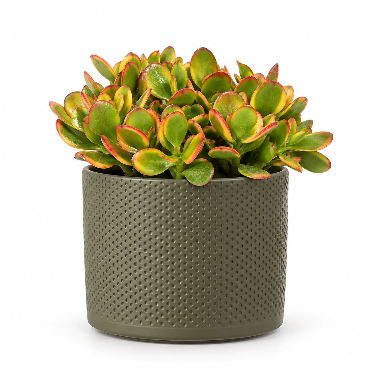 Crassula ovata 'sunset' 12cm + Era green relief 14cm (1051633)