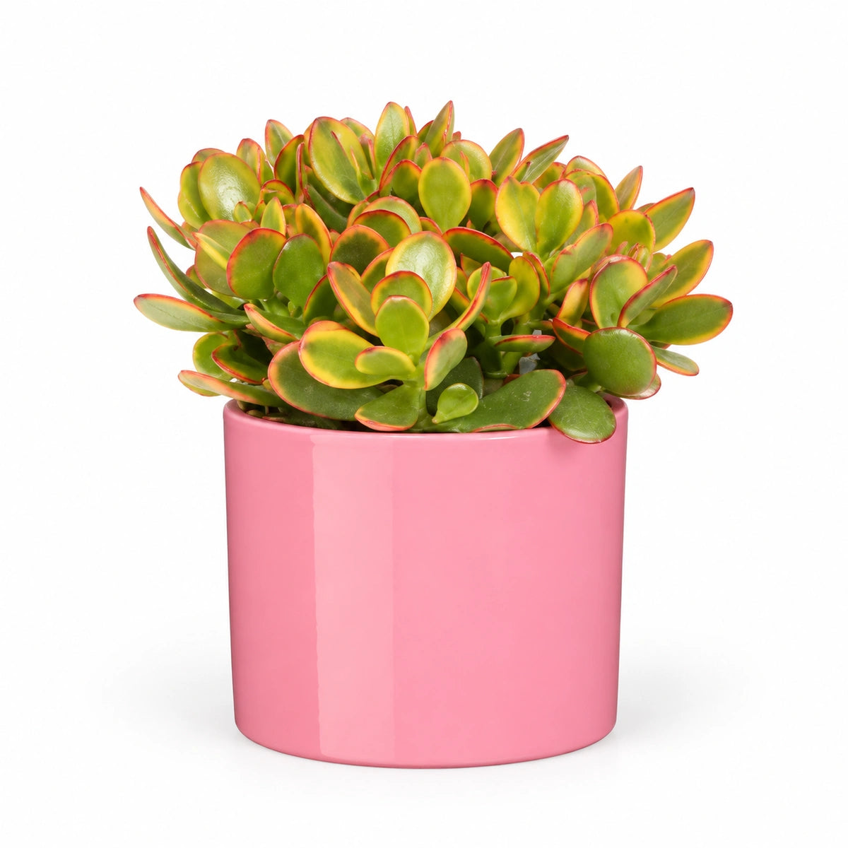 Crassula ovata 'sunset' 12cm + Era pink 12cm (1135539)