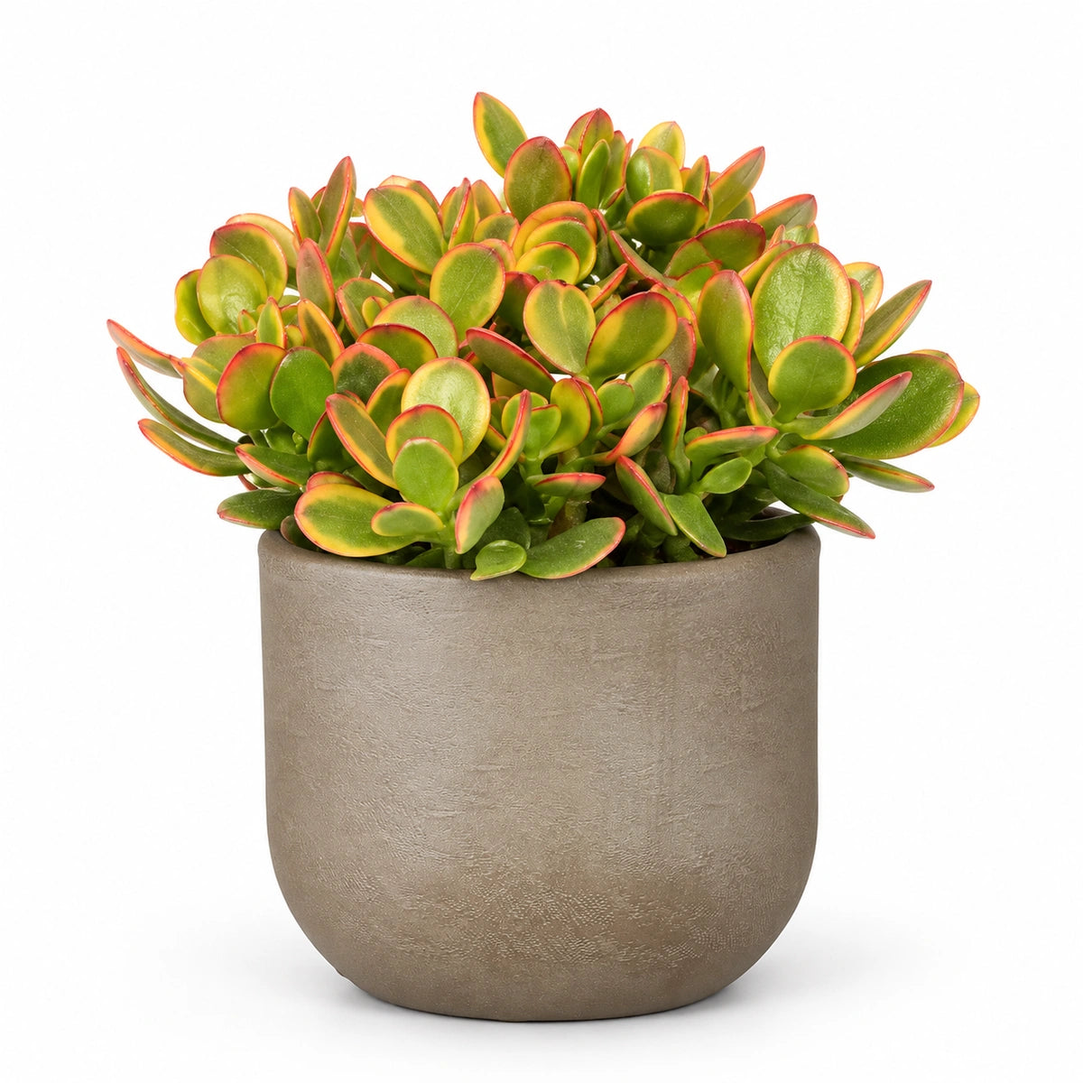Crassula ovata 'sunset' 12cm + Nora taupe 14cm (1074613)