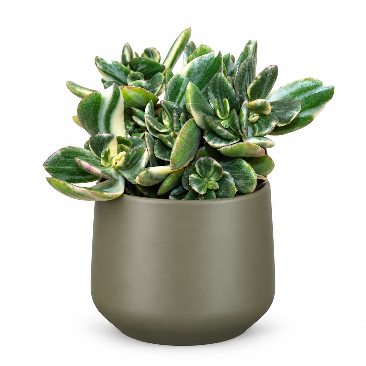 Crassula ovata 'variegata' 12cm + Amber green matt 12cm (1087671)