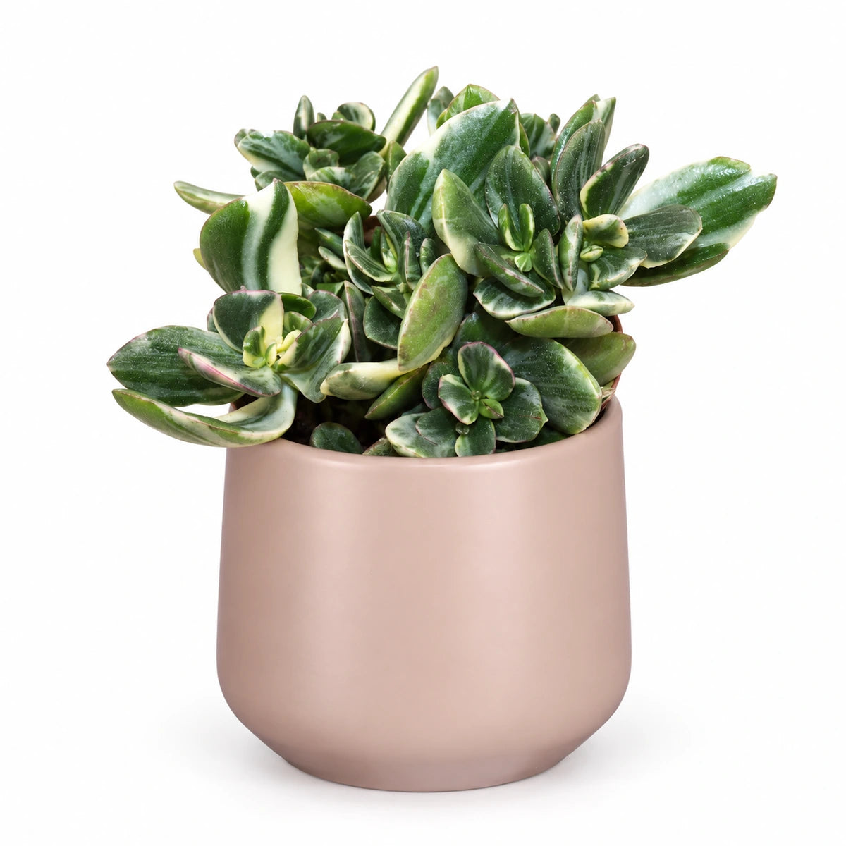 Crassula ovata 'variegata' 12cm + Amber l. pink matt 11.5cm (1094377)
