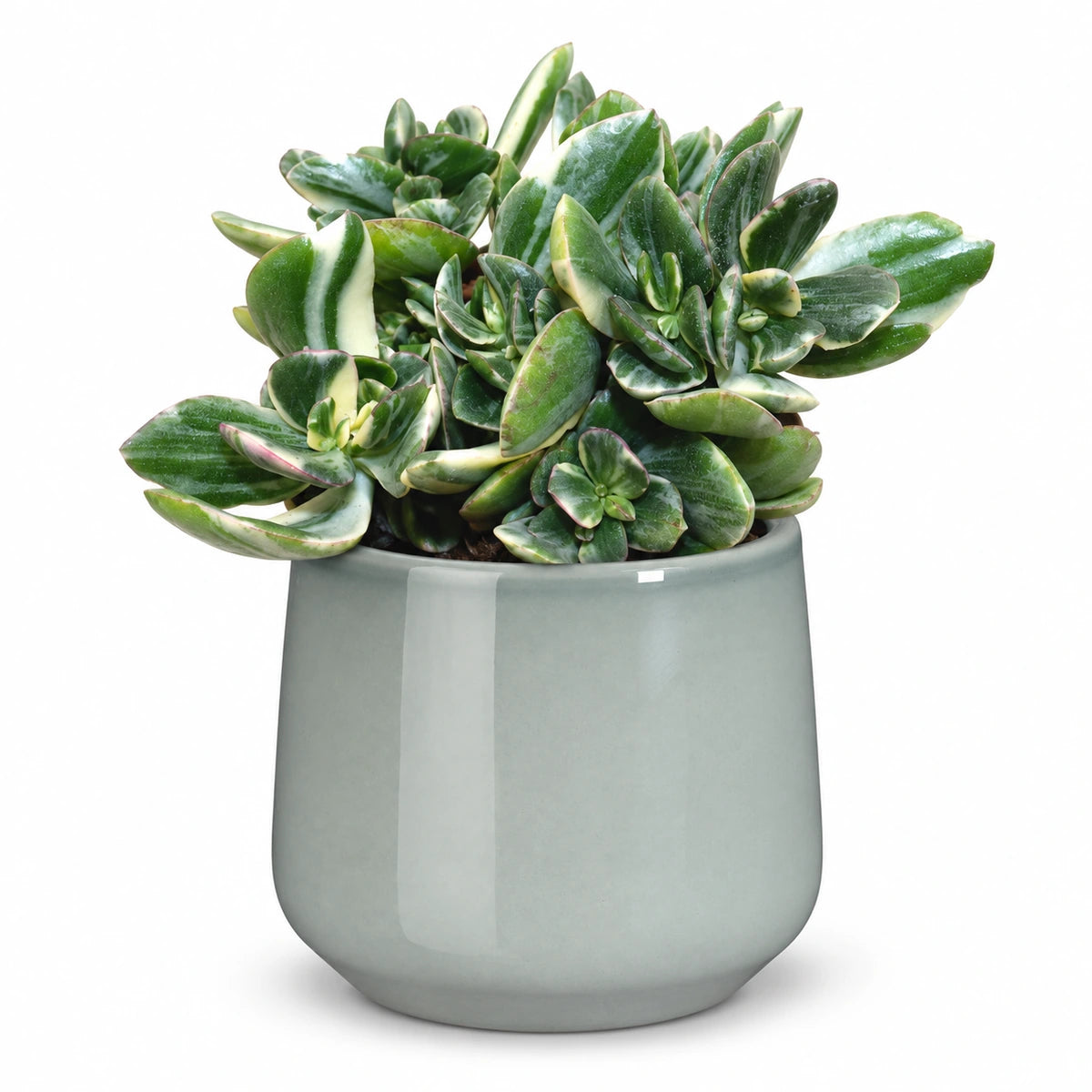 Crassula ovata 'variegata' 12cm + Amber light grey 12cm (1167582)