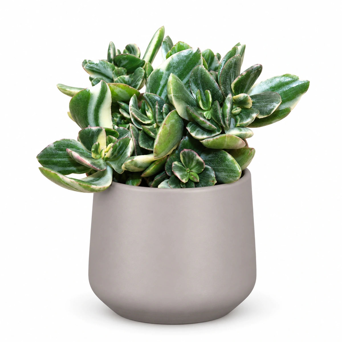 Crassula ovata 'variegata' 12cm + Amber taupe matt 12cm (1087665)