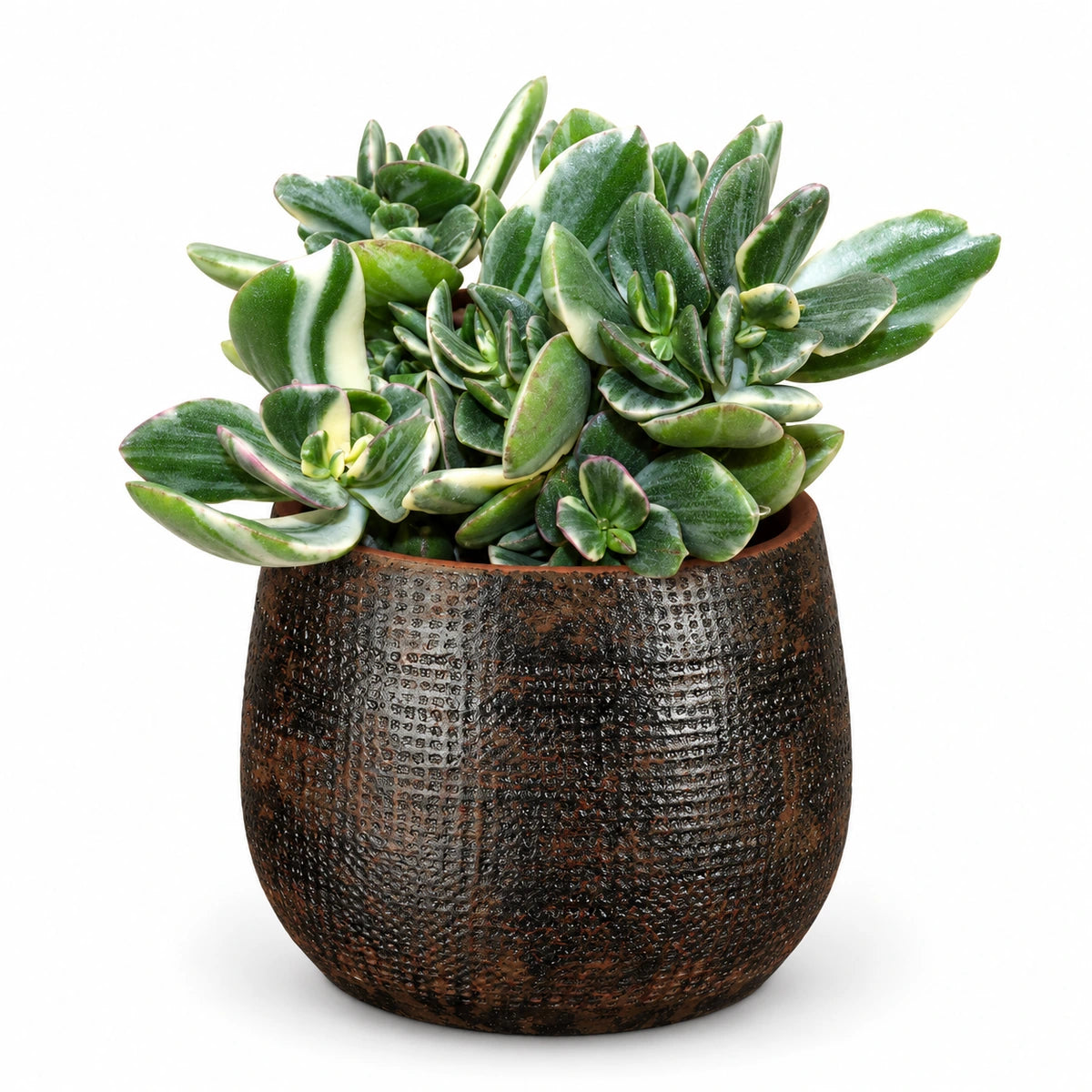 Crassula ovata 'variegata' 12cm + Enrique brown 13cm (1157584)