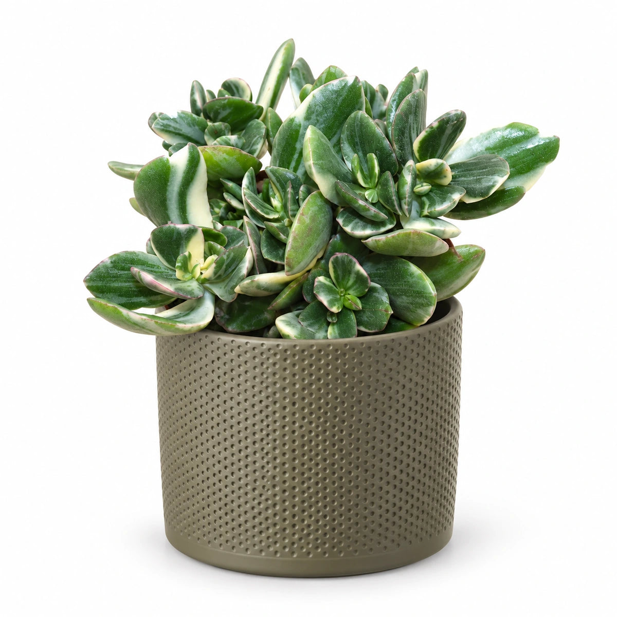 Crassula ovata 'variegata' 12cm + Era green relief 14cm (1051633)