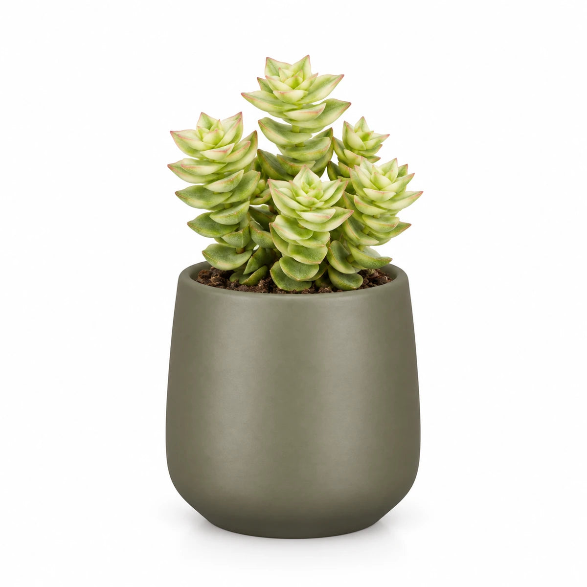 Crassula perforata f. variegata 5.5cm + Amber green matt 6cm (1094372)