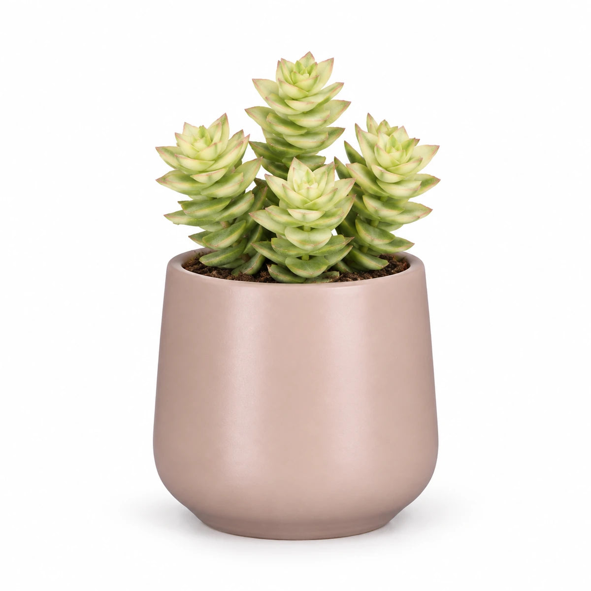 Crassula perforata f. variegata 5.5cm + Amber l. pink matt 6cm (1094375)