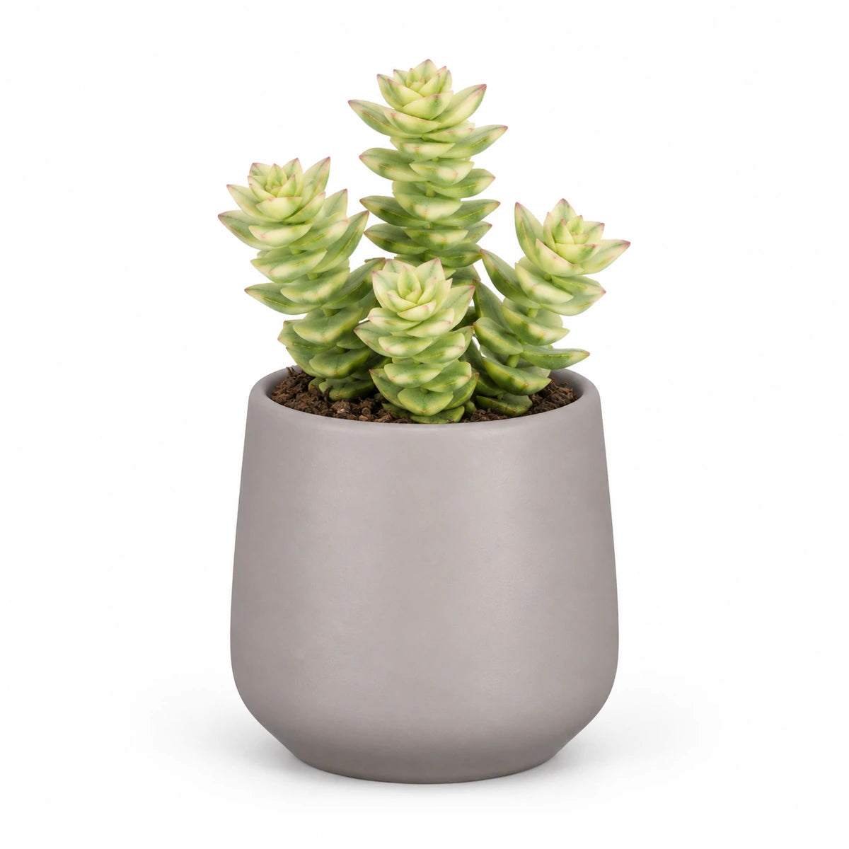 Crassula perforata f. variegata 5.5cm + Amber taupe matt 6cm (1094366)