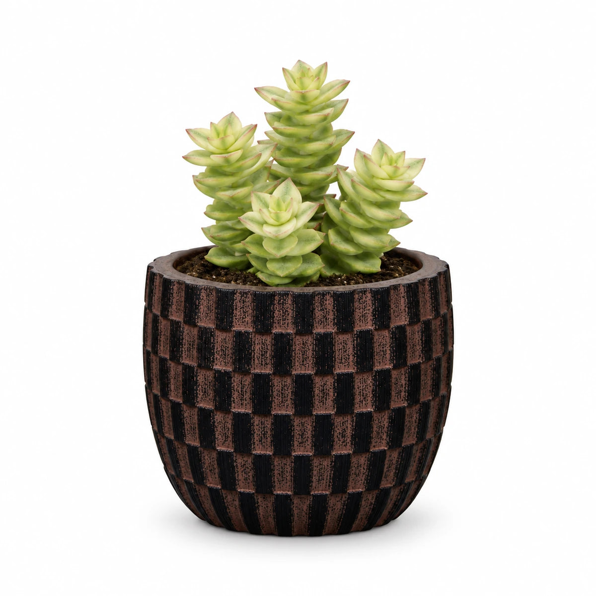 Crassula perforata f. variegata 5.5cm + Capi Egg wave brown 10cm (BWVB139)