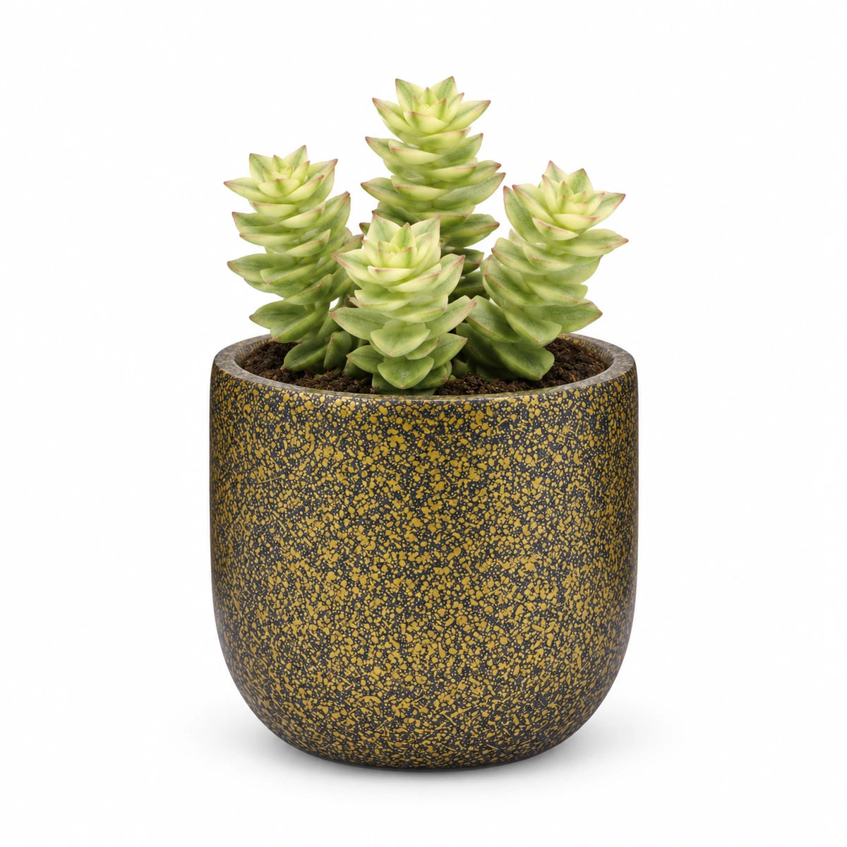 Crassula perforata f. variegata 5.5cm + Capi Planter ball Terrazzo gold 8cm (BTZG131)