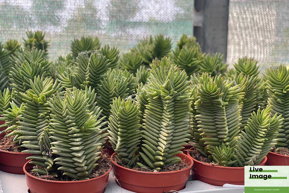 
                  
                    Crassula pyramidalis 
                  
                