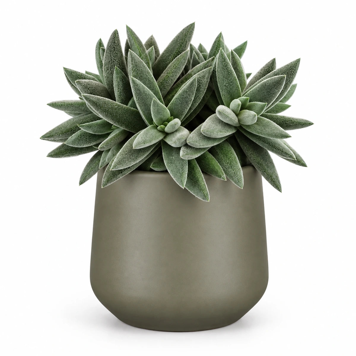 Crassula 'tenelli' 12cm + Amber green matt 12cm (1087671)