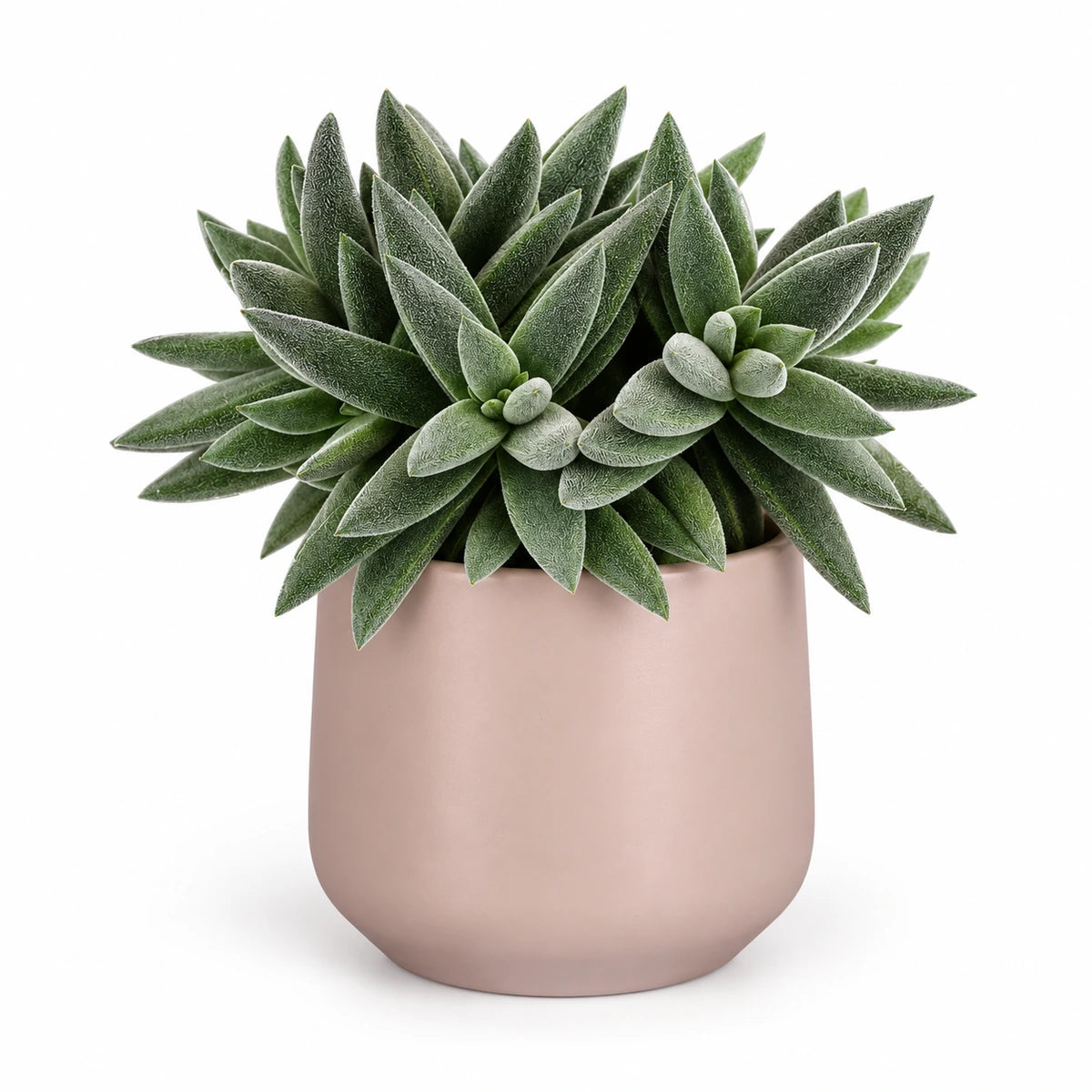 Crassula 'tenelli' 12cm + Amber l. pink matt 11.5cm (1094377)
