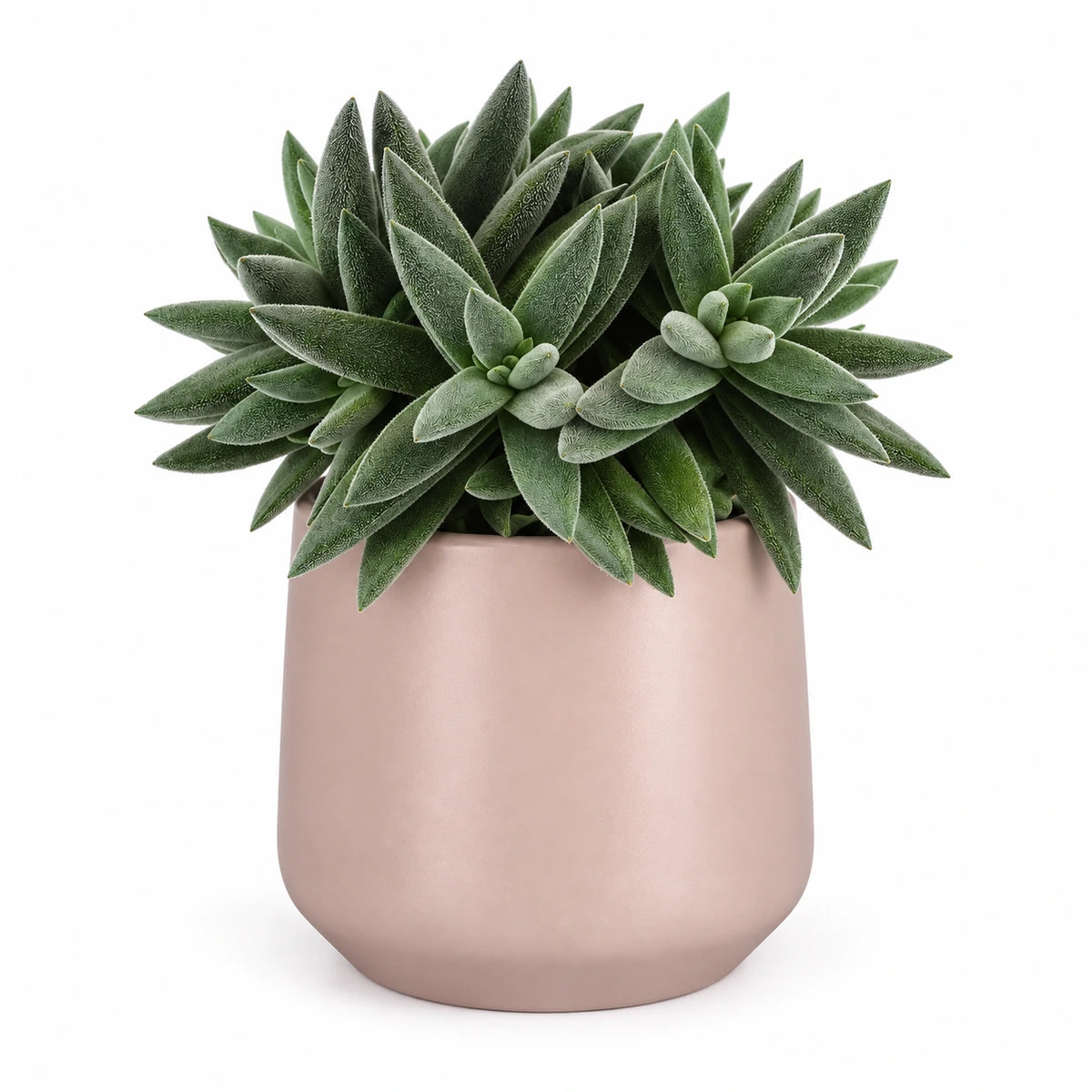 Crassula 'tenelli' 12cm + Amber l. pink matt 13cm (1097325)
