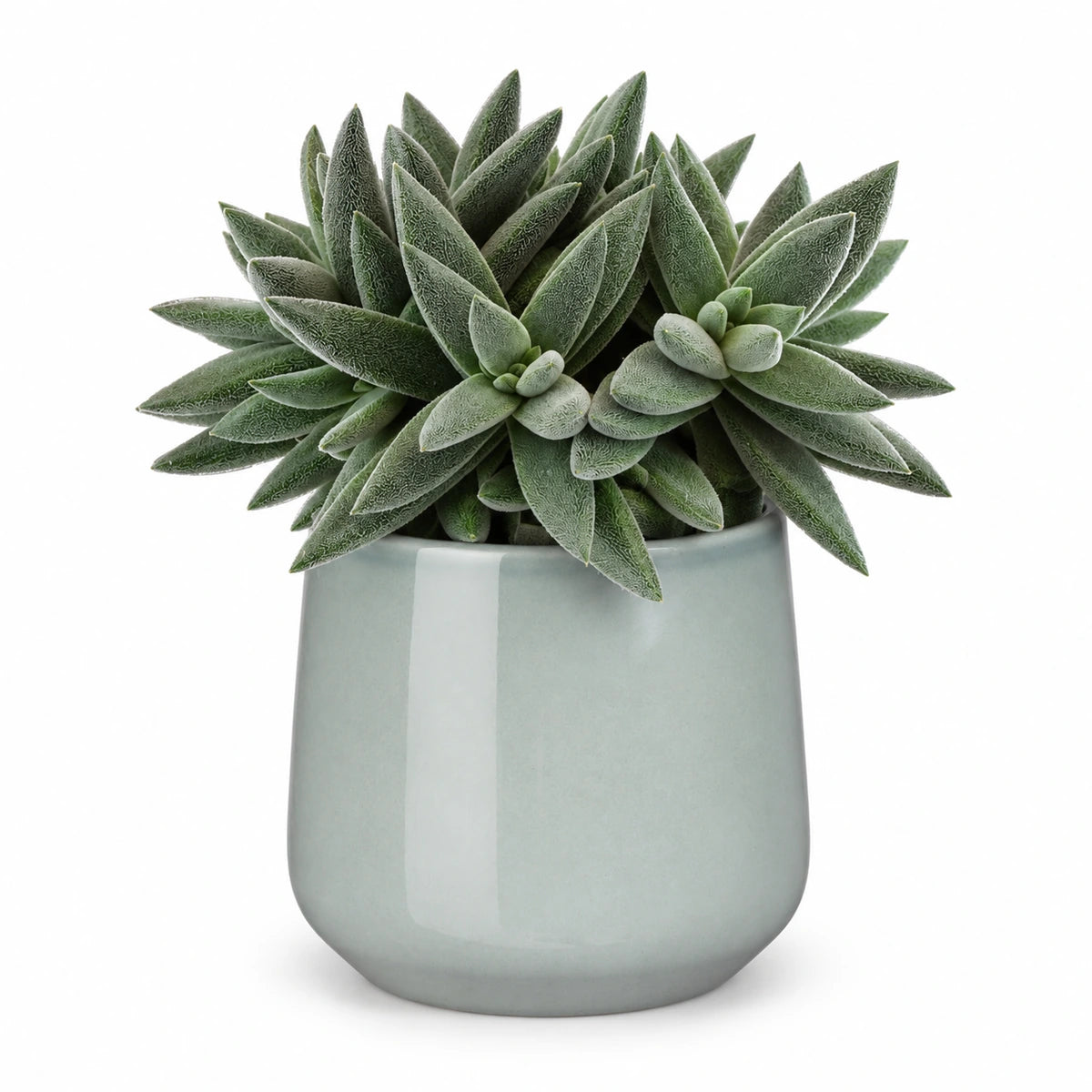 Crassula 'tenelli' 12cm + Amber light grey 12cm (1167582)