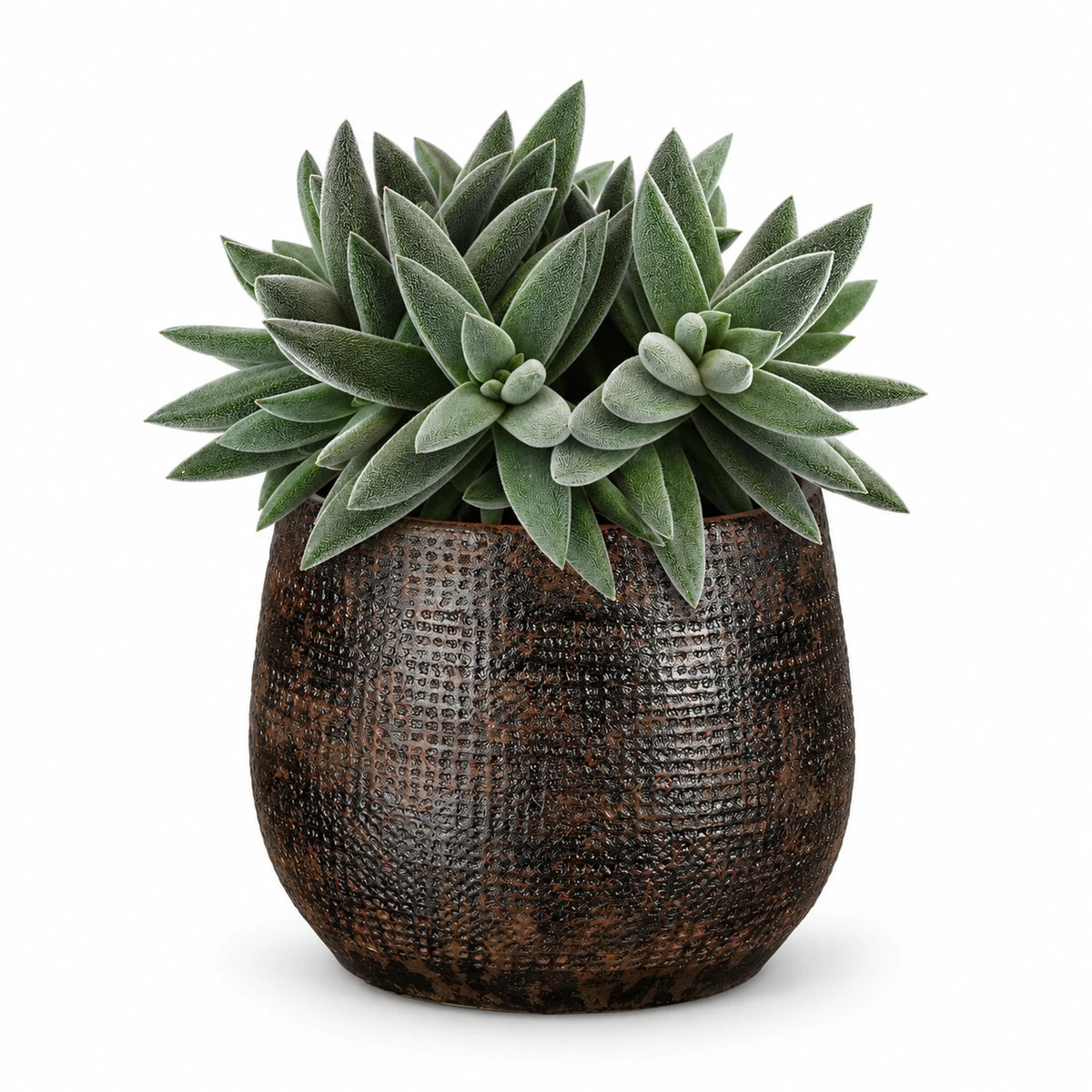 Crassula 'tenelli' 12cm + Enrique brown 13cm (1157584)