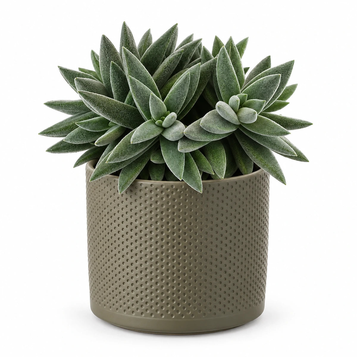 Crassula 'tenelli' 12cm + Era green relief 14cm (1051633)