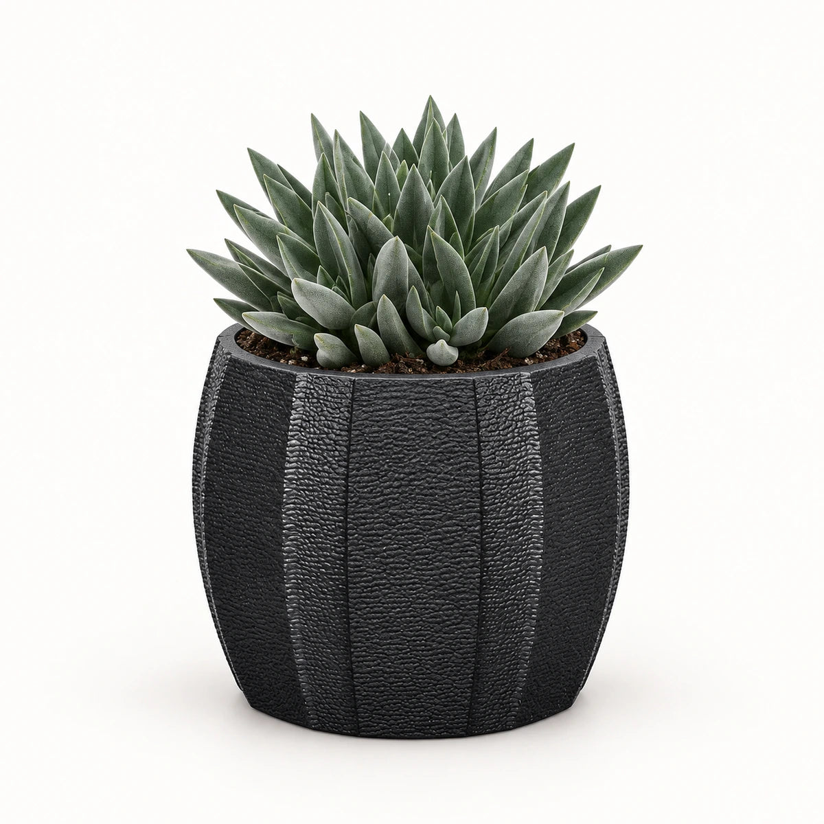 Crassula 'tenelli' 8.5cm + Capi elegant wide arc anthracite 12cm (BARA292)