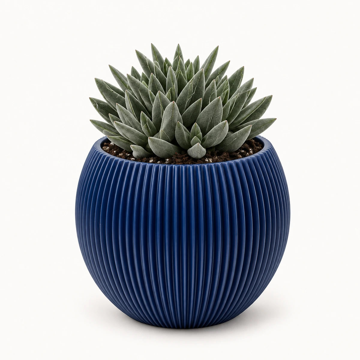Crassula 'tenelli' 8.5cm + Capi Vase ball groove dark blue 13cm (BGVDB109)