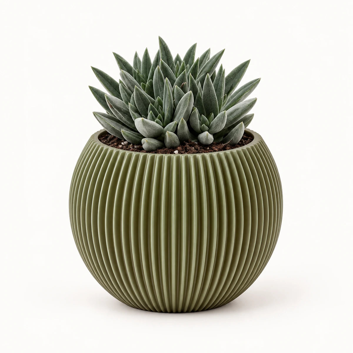 Crassula 'tenelli' 8.5cm + Capi Vase ball groove green 13cm (BGVGN109)