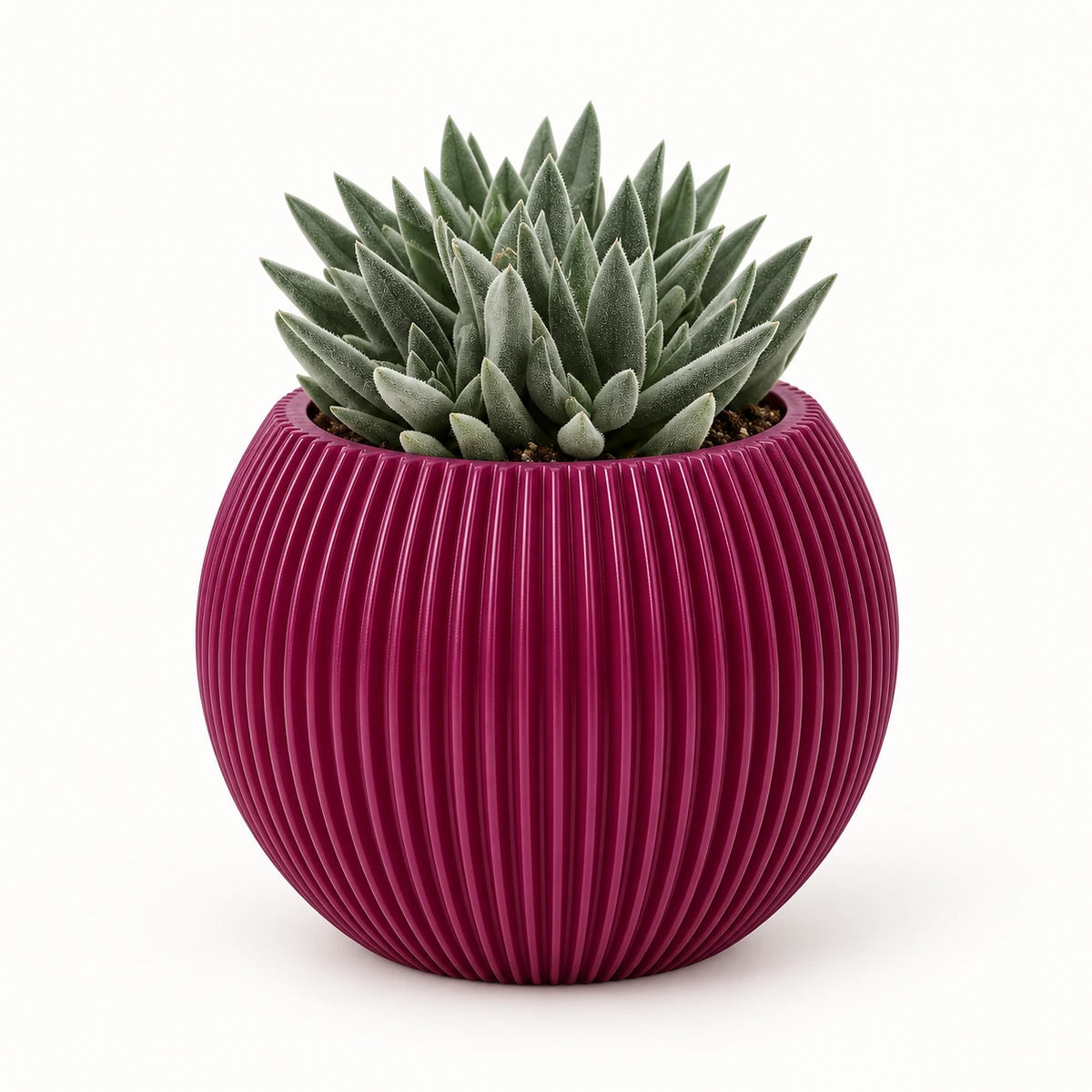 Crassula 'tenelli' 8.5cm + Capi Vase ball groove purple 13cm (BGVP109)