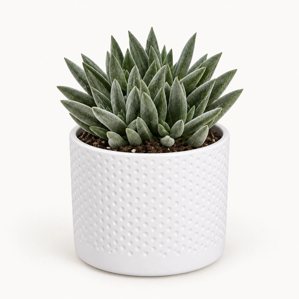 Crassula 'tenelli' 8.5cm + Era white relief 8.5cm (1096055)