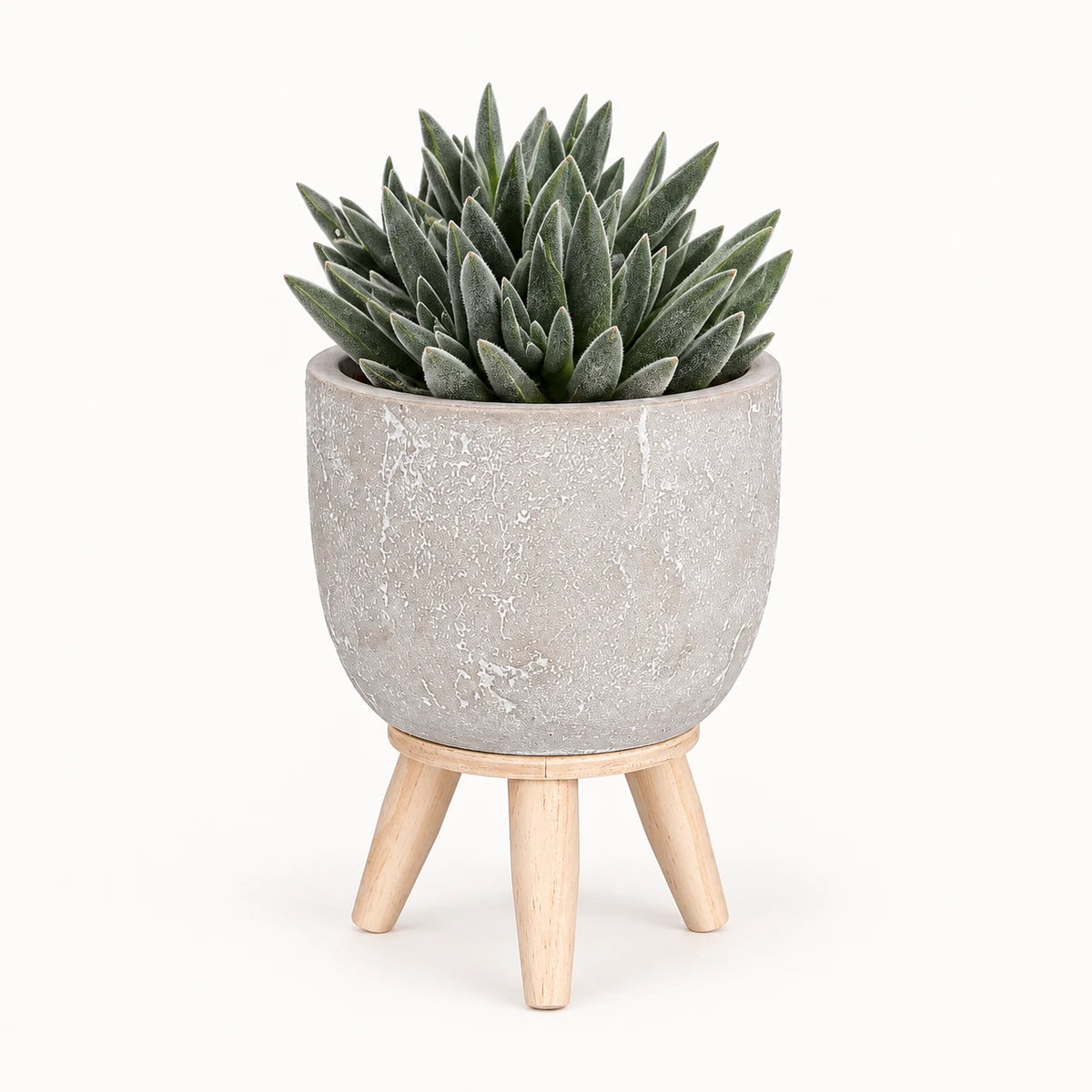 Crassula 'tenelli' 8.5cm + Jimmy on stand l.grey 10.5cm (1095042)