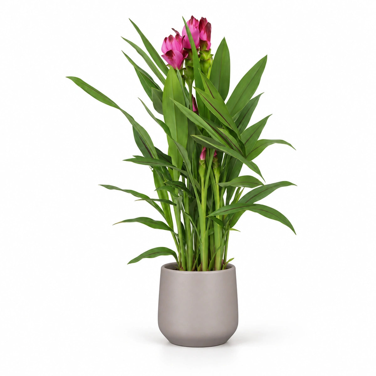 Curcuma ‘Siam Splash’ 14cm + Amber taupe matt 15cm (1087666)