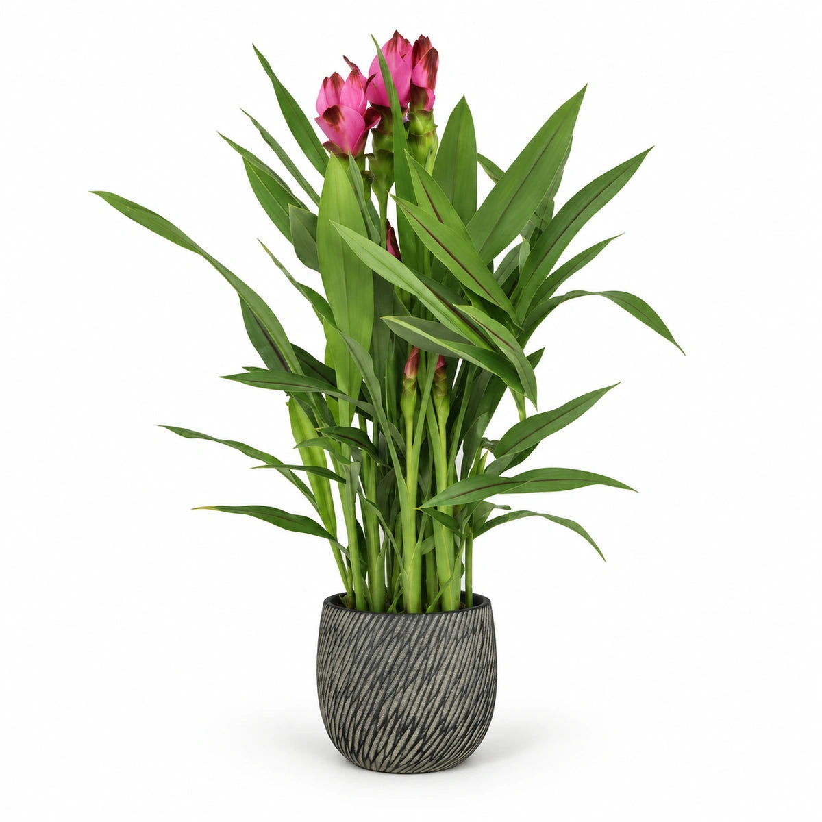 Curcuma ‘Siam Splash’ 14cm + Elio anthracite 14.5cm (1163963)