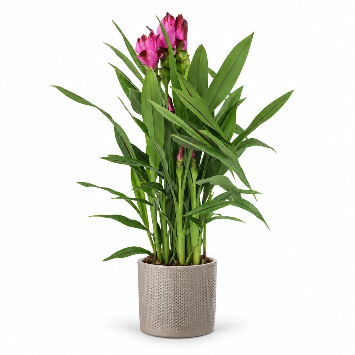 Curcuma ‘Siam Splash’ 14cm + Era taupe relief 15.5cm (1051629)