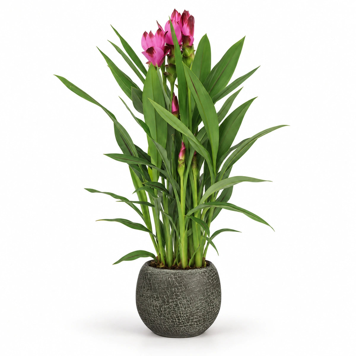 Curcuma ‘Siam Splash’ 14cm + Raquel green 19cm