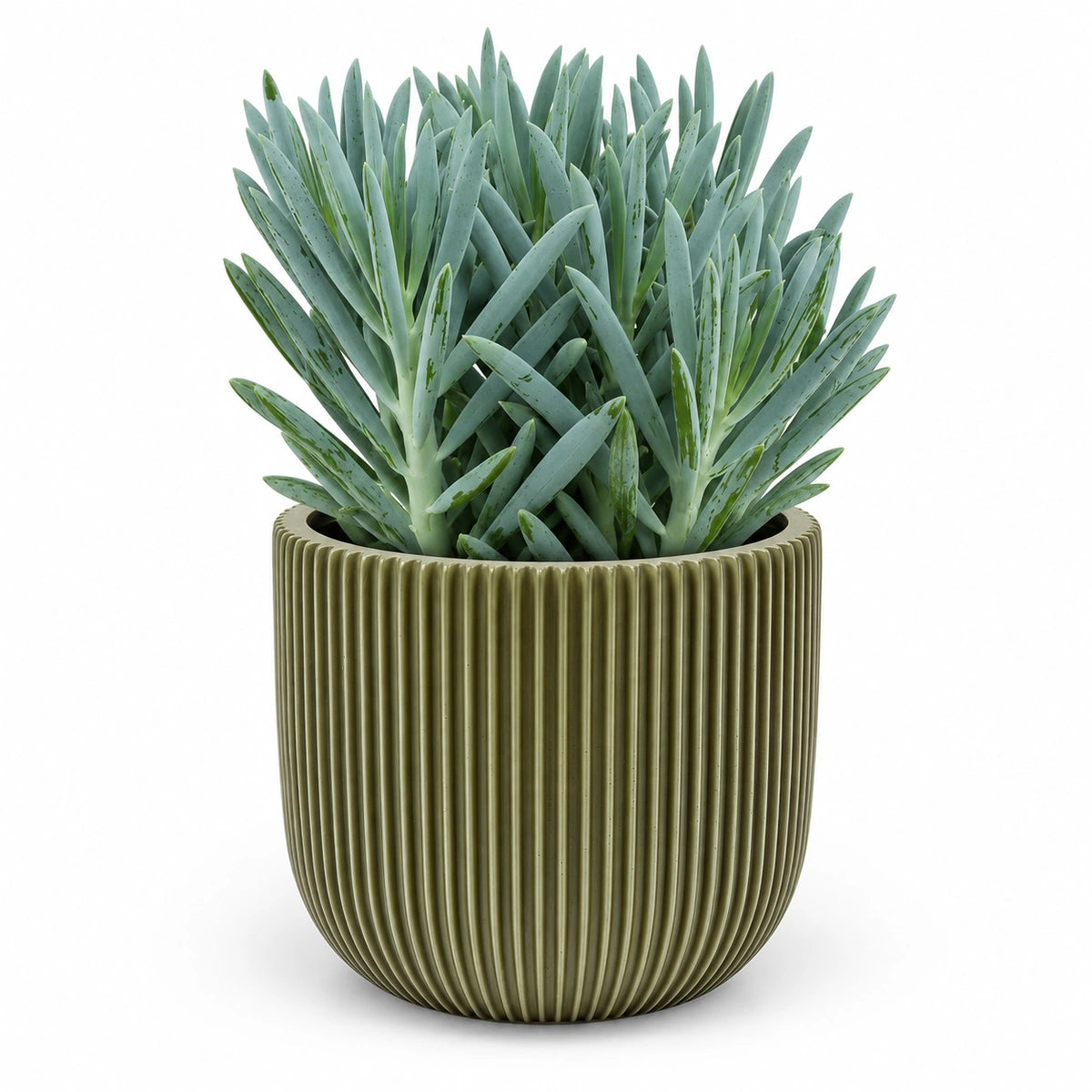 Curio 'Stelvio'® 15cm + Capi Planter ball groove green 17cm (BGVGN133)
