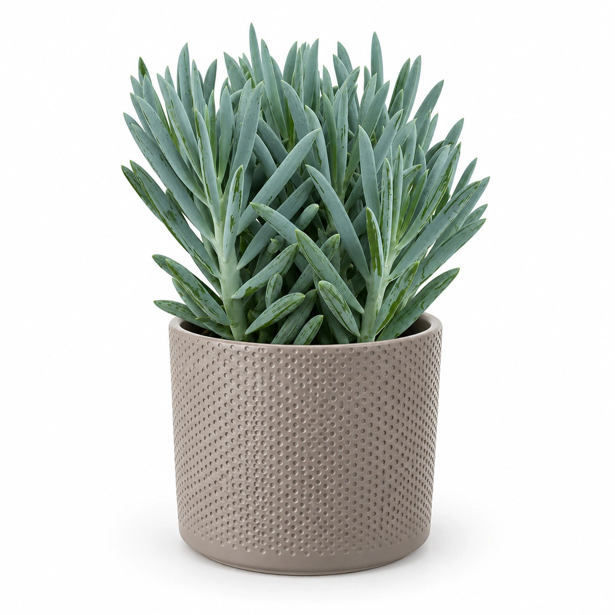 Curio 'Stelvio'® 15cm + Era taupe relief 15.5cm (1051629)