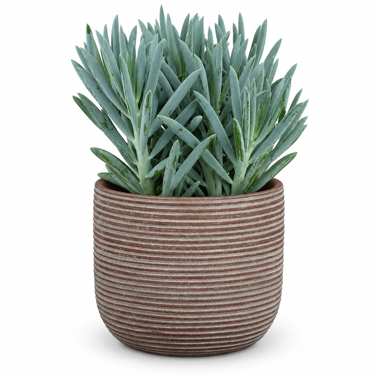Curio 'Stelvio'® 15cm + Samuel brown 16.5cm (1176187)
