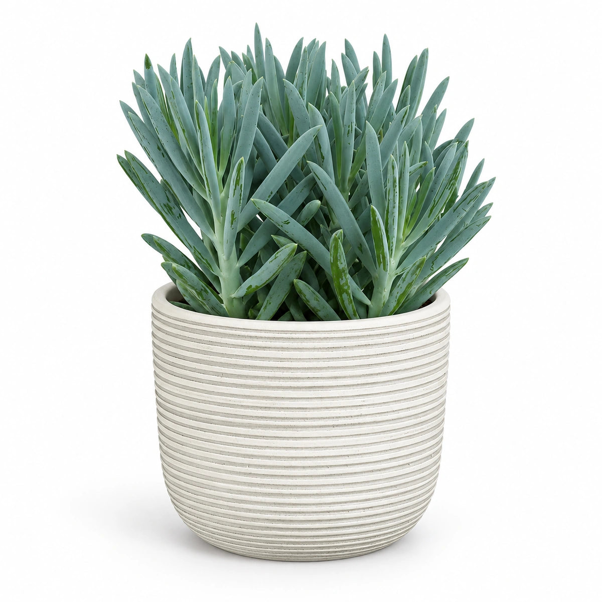 Curio 'Stelvio'® 15cm + Samuel white 16.5cm (1176175)