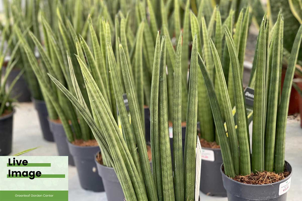 sansevieria fan Sansevieria cylindrica 'Fan' — Σανσεβιέρα 12εκ