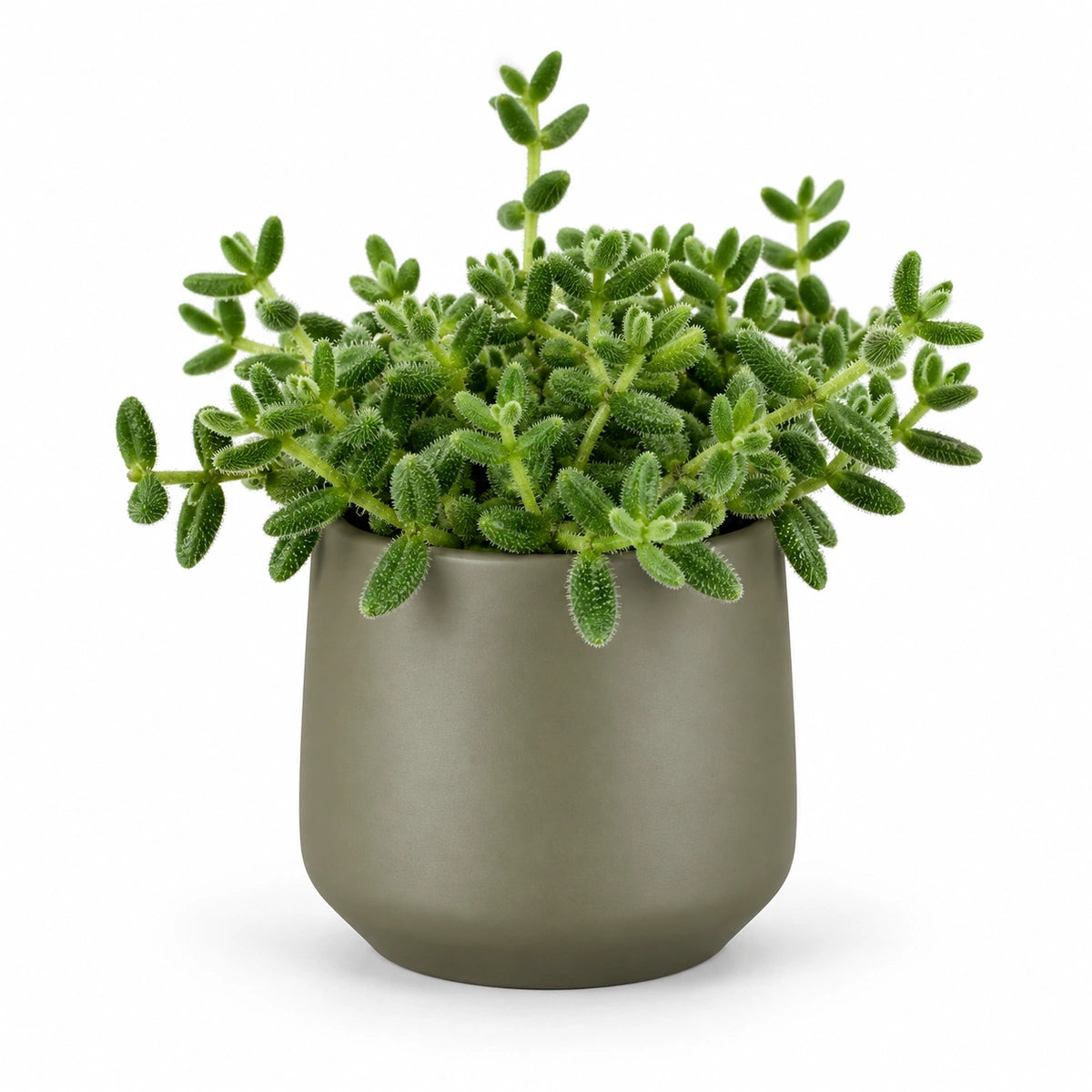 Delosperma echinatum 12cm + Amber green matt 13cm (1097324)