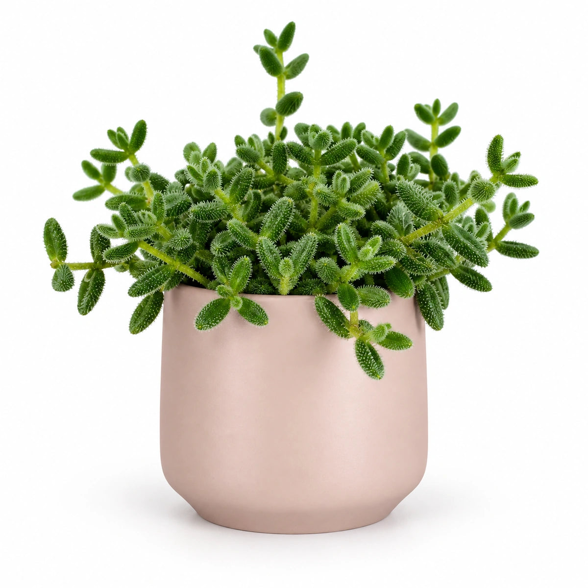 Delosperma echinatum 12cm + Amber l. pink matt 13cm (1097325)