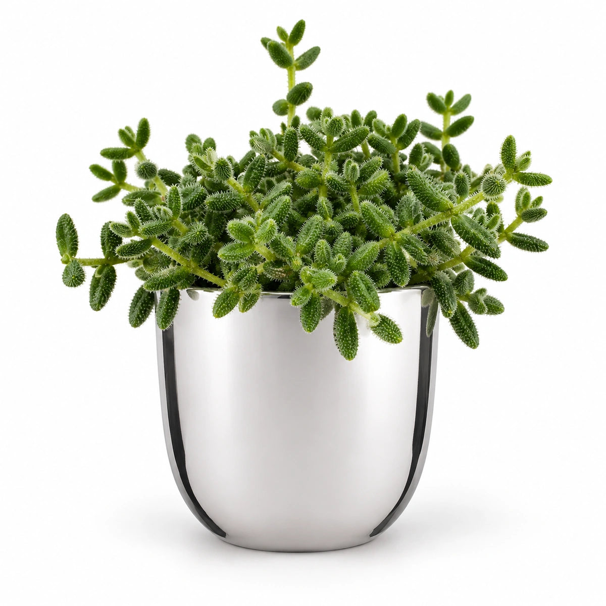 Delosperma echinatum 12cm + Chaz silver 15.5cm (116702)