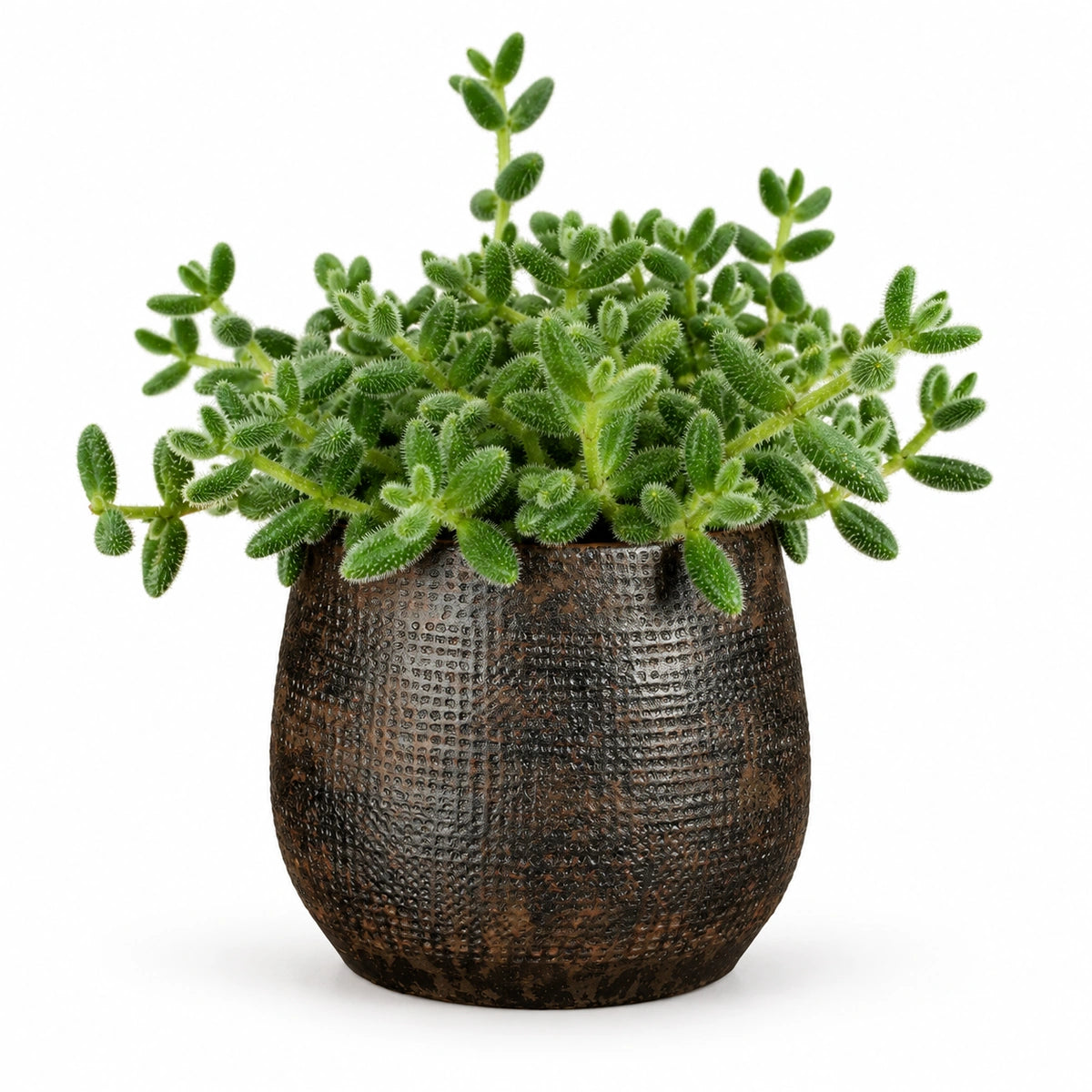 Delosperma echinatum 12cm + Enrique brown 13cm (1157584)