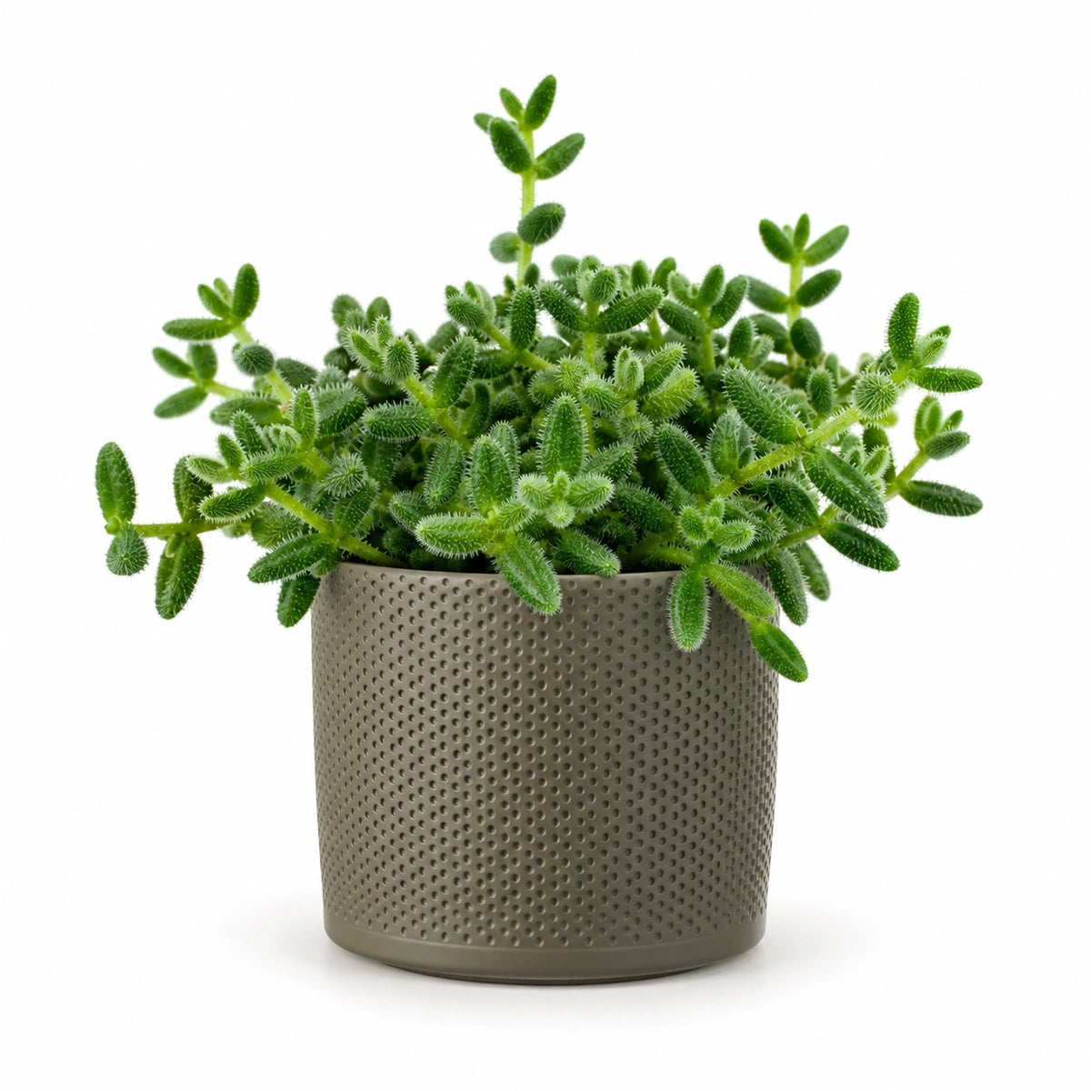 Delosperma echinatum 12cm + Era green relief 14cm (1051633)