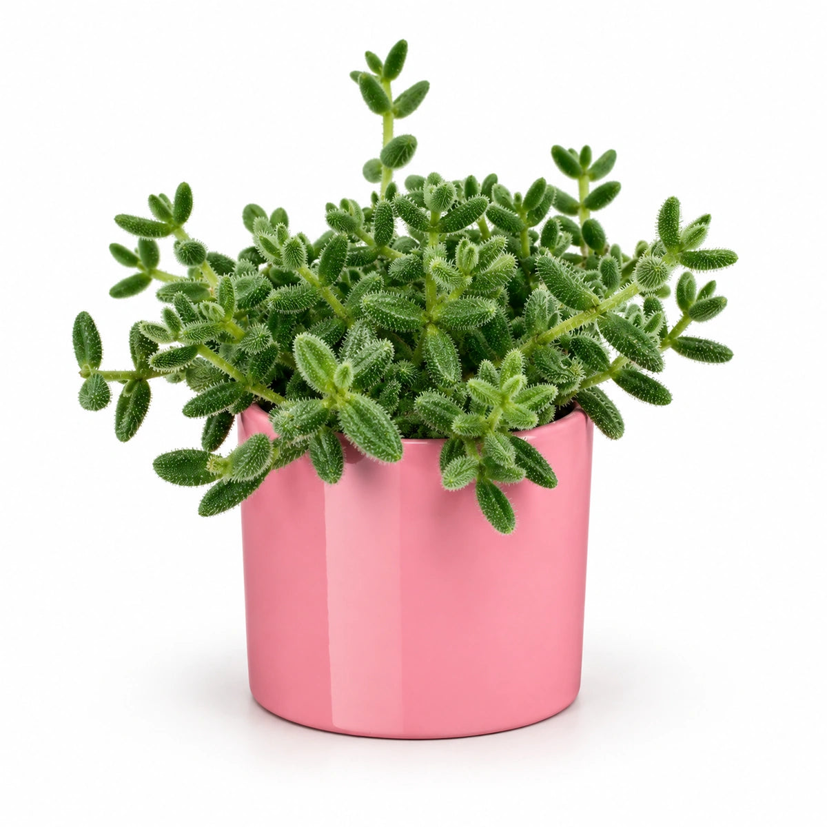 Delosperma echinatum 12cm + Era pink 12cm (1135539)