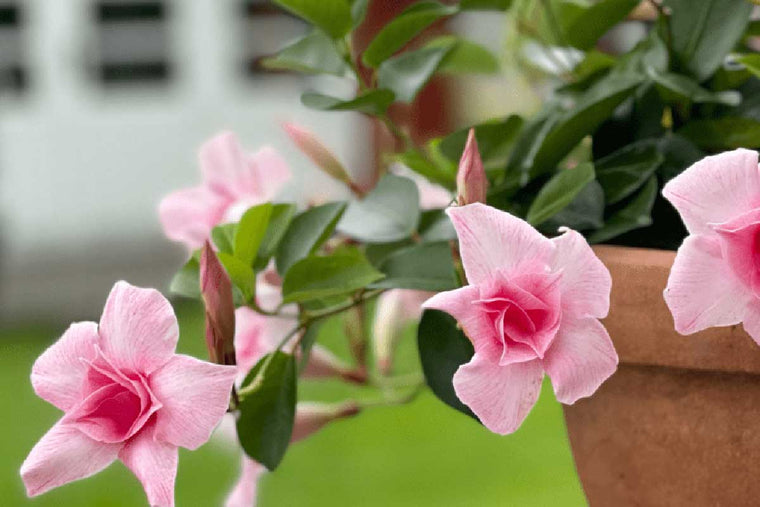 Mandevilla® 'double blush pink' 15cm